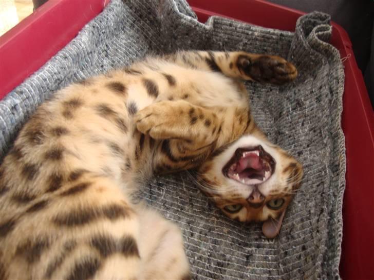 Bengal Blame it on the Boogie - Jeg er så farlig....med pletter i ganen :) billede 7