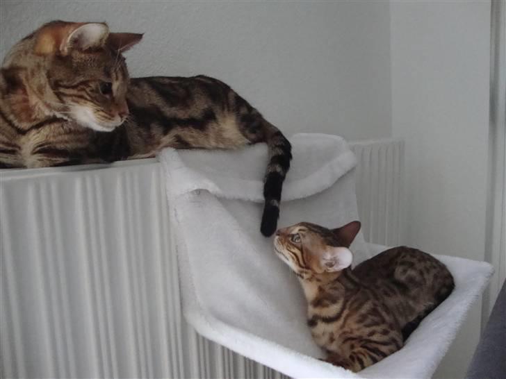 Bengal Blame it on the Boogie - Hej Tulak "snif snif" billede 8