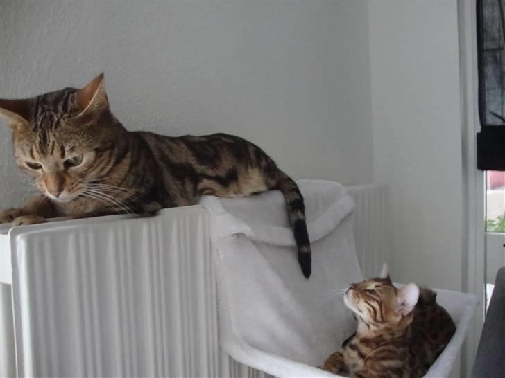 Bengal Blame it on the Boogie - Jeg vil gerne lege med dig billede 9