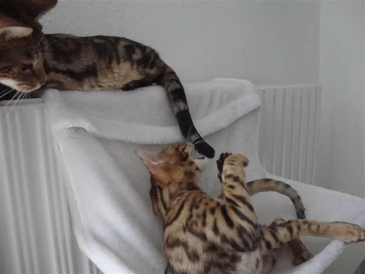 Bengal Blame it on the Boogie - Haps, den hale er sjov billede 10