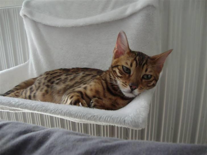 Bengal Blame it on the Boogie - Jeg bliver hurtig træt billede 11