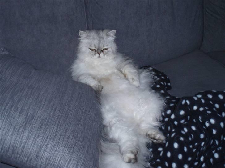 Perser freja billede 7