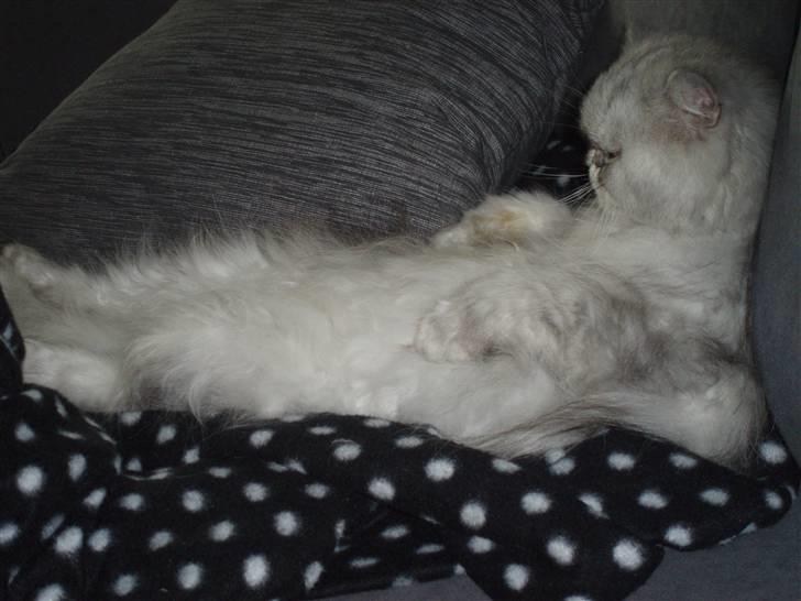 Perser freja billede 8