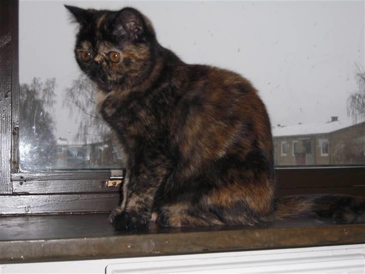 Exotic Coco Chanel *Joynes Nesbi billede 12