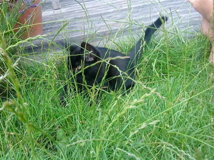 Huskat trille billede 1