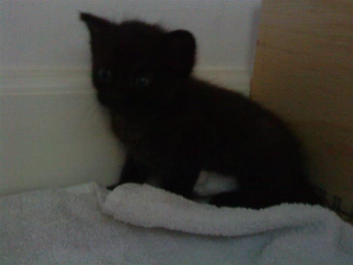 Huskat trille billede 2