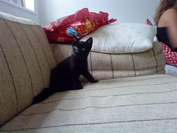 Huskat trille billede 3