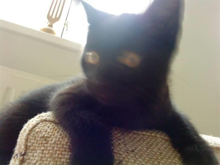 Huskat trille billede 4