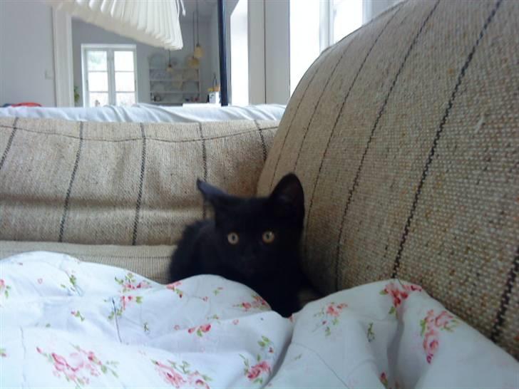 Huskat trille billede 5