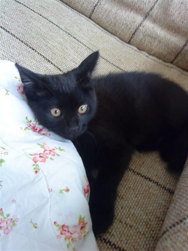 Huskat trille billede 6