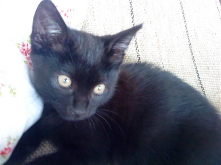 Huskat trille billede 7