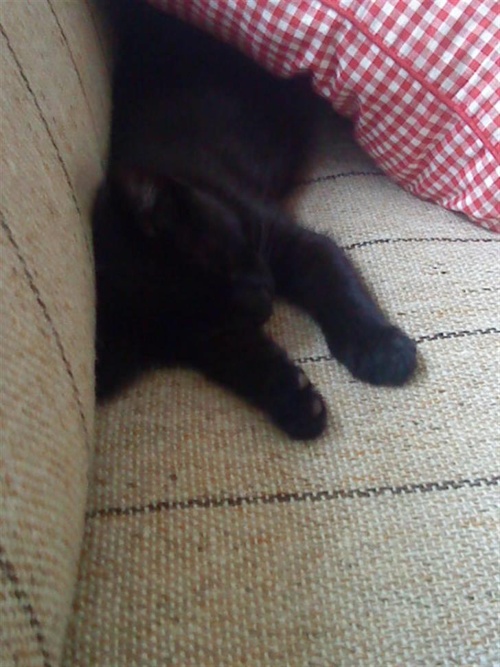 Huskat trille billede 8