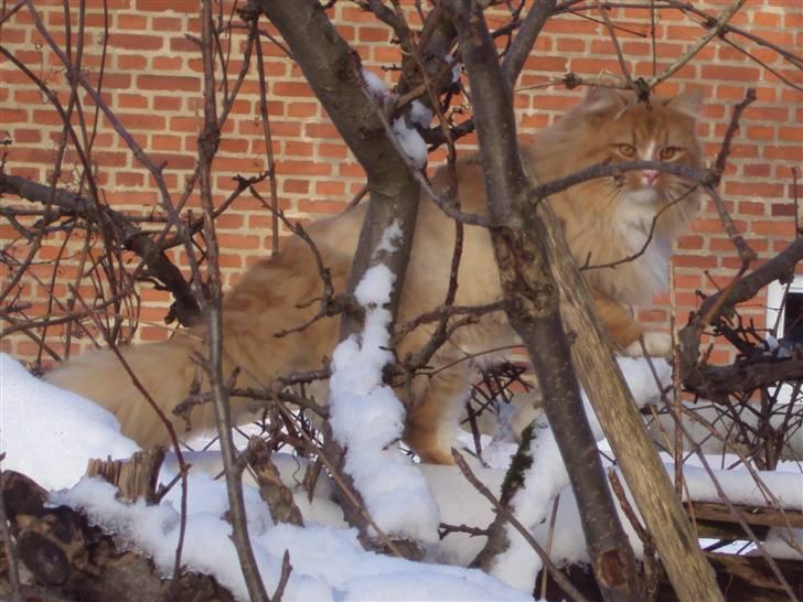 Blanding af racer Monty **SAVNES Stadig** billede 19