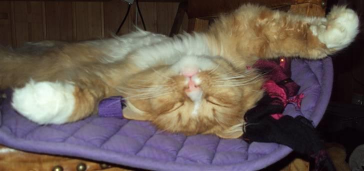 Blanding af racer Monty **SAVNES Stadig** billede 20