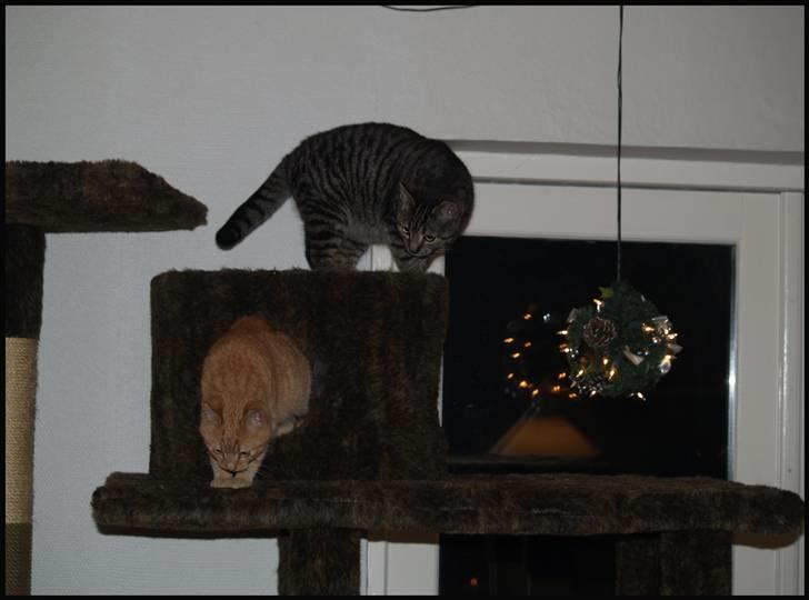 Huskat Yoda (nyt hjem) - Yoda og Gråmis :) billede 2