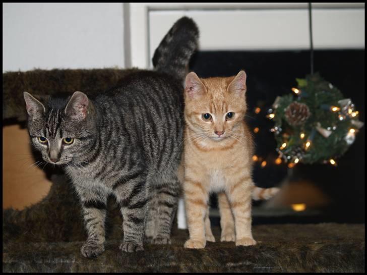 Huskat Yoda (nyt hjem) - Gråmis og Yoda :) billede 3