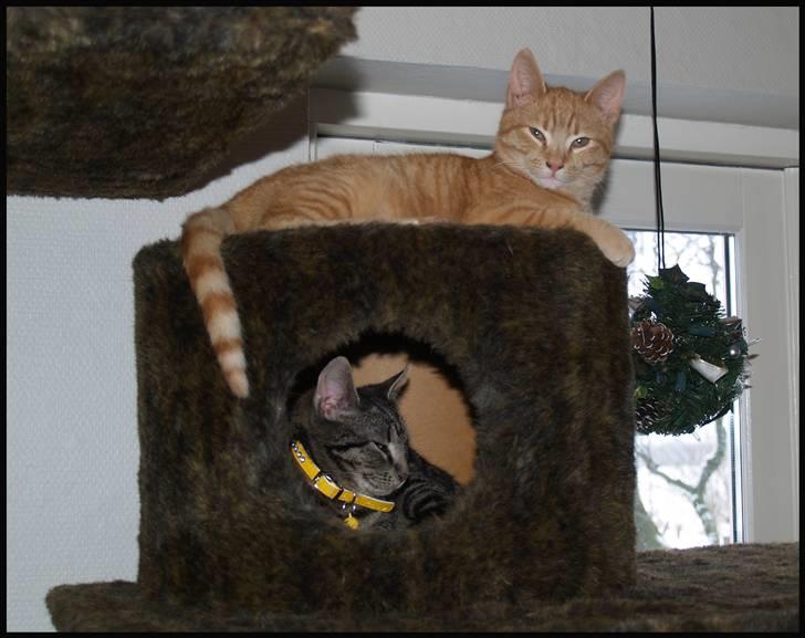 Huskat Yoda (nyt hjem) - Yoda og Gråmis :) billede 4