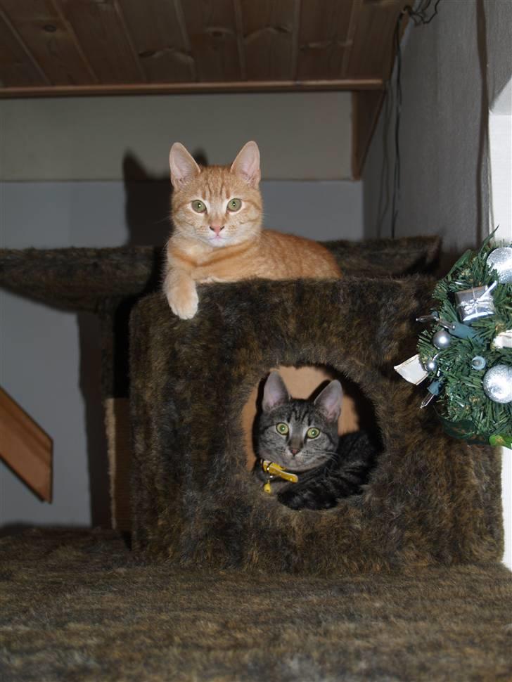 Huskat Yoda (nyt hjem) - Yoda og Gråmis :) billede 5