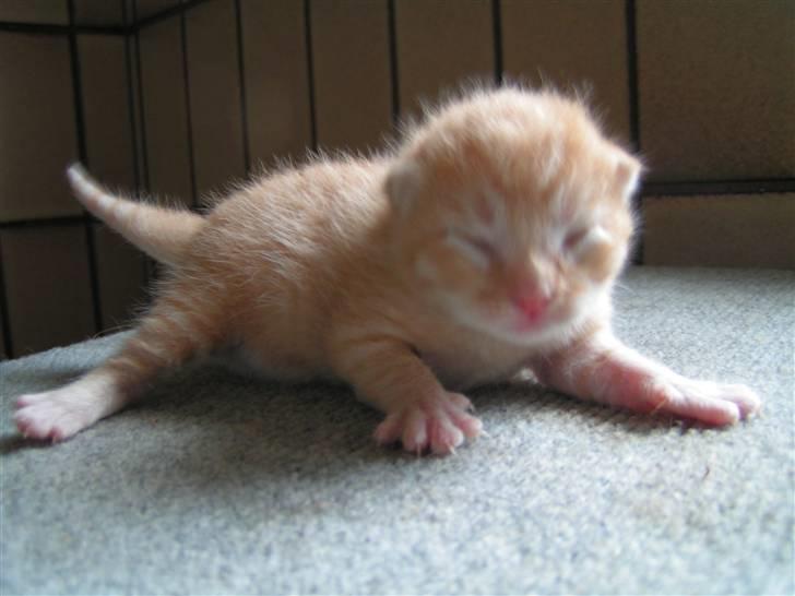 Huskat Yoda (nyt hjem) - Yoda som helt lille billede 6