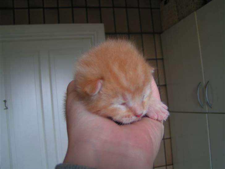 Huskat Yoda (nyt hjem) - Yoda som helt lille billede 7