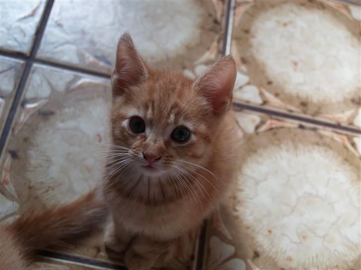 Huskat Yoda (nyt hjem) - En ung Yoda billede 8