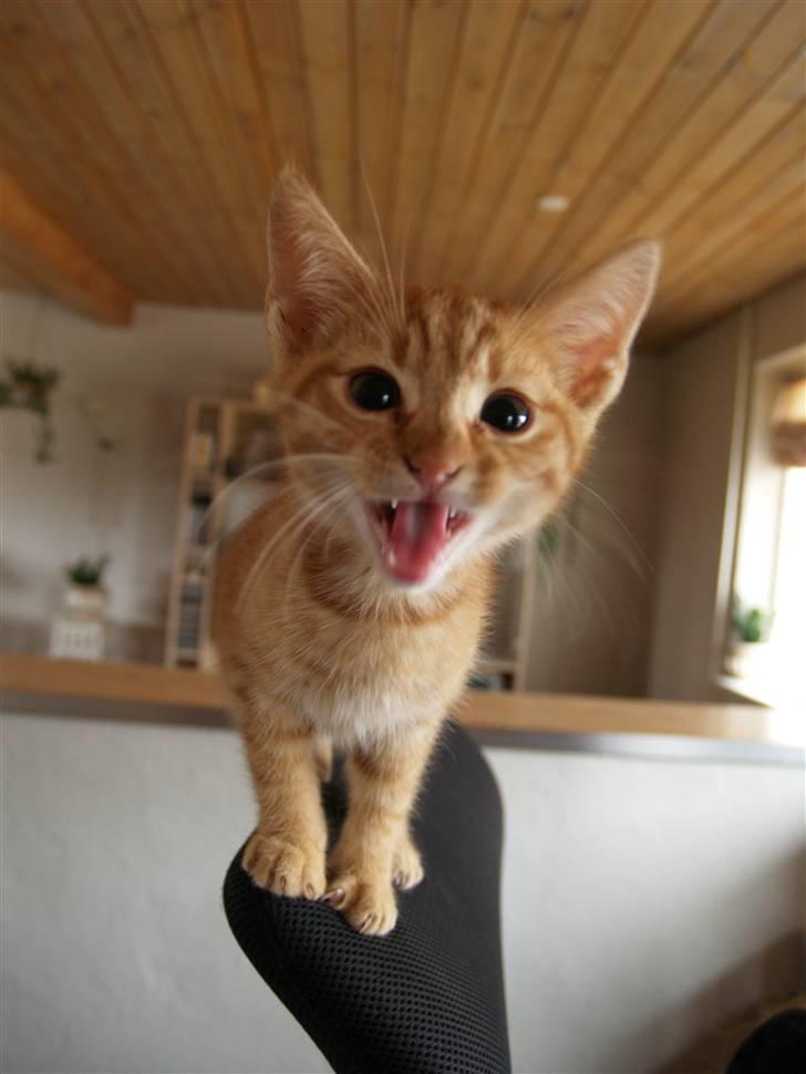 Huskat Yoda (nyt hjem) - Smarte Yoda B) billede 9