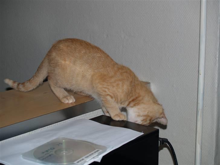 Huskat Yoda (nyt hjem) - Yoda ude på spilopper B) billede 10