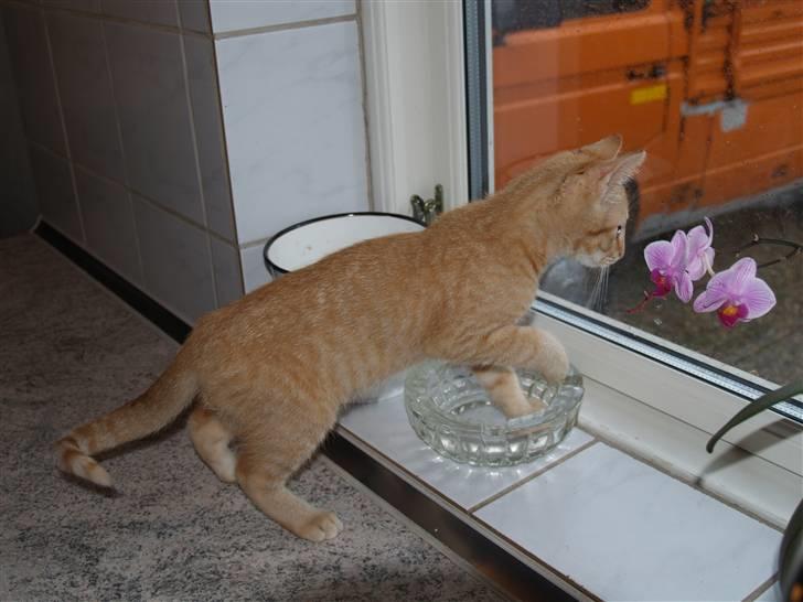 Huskat Yoda (nyt hjem) - Yoda billede 11