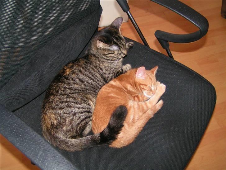 Huskat Yoda (nyt hjem) - Yoda og hans mor Poxy putter :) billede 13