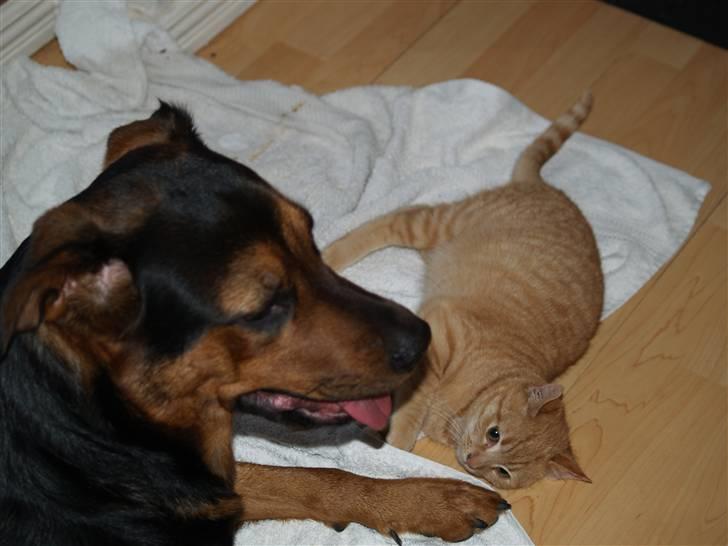 Huskat Yoda (nyt hjem) - Yoda og Luna billede 14