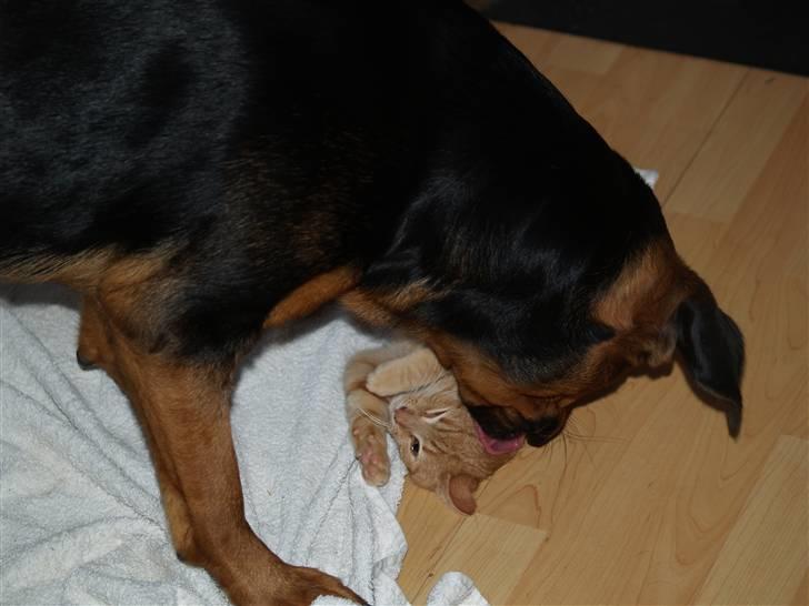 Huskat Yoda (nyt hjem) - Yoda får sig lige en vasker billede 15