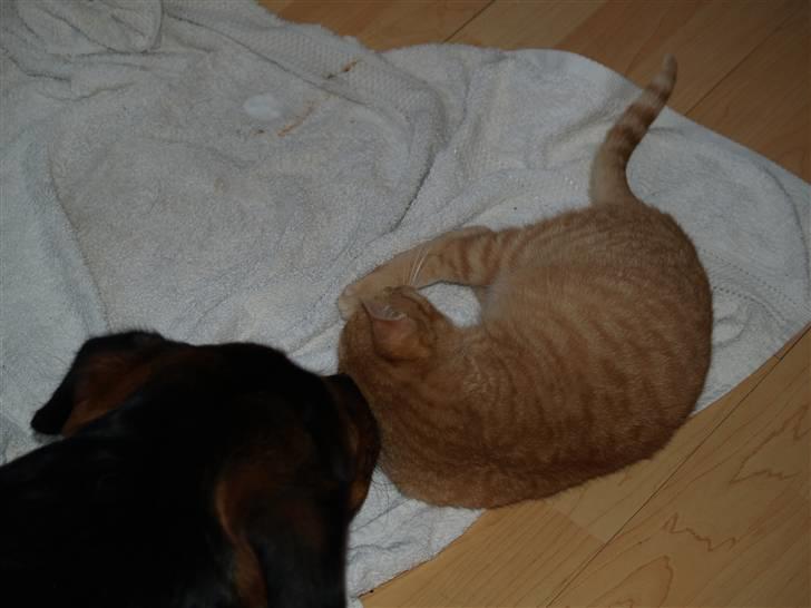 Huskat Yoda (nyt hjem) - Yoda og Luna billede 16