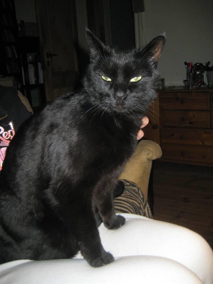 Huskat Pys billede 1