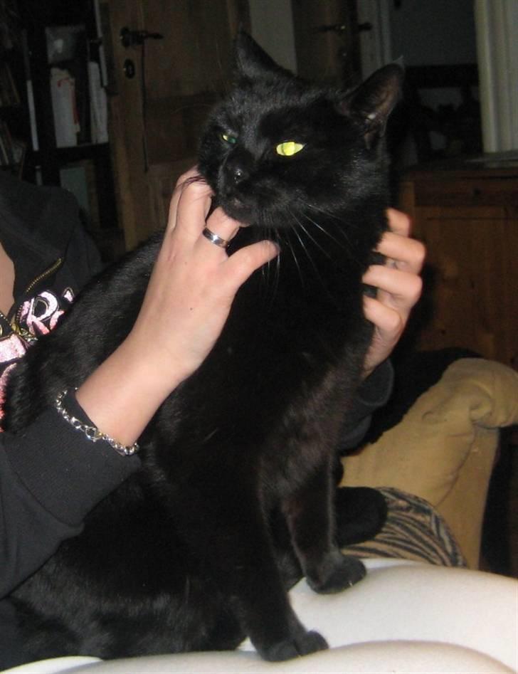 Huskat Pys billede 2