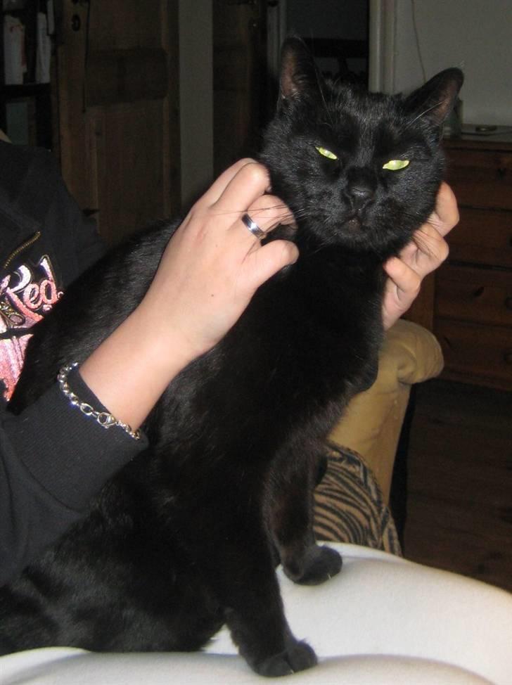 Huskat Pys billede 3