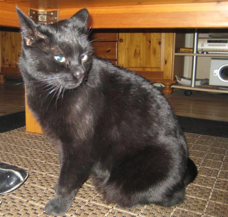 Huskat Pys billede 4