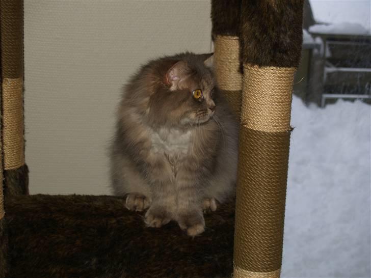 Blanding af racer Pjuske billede 9