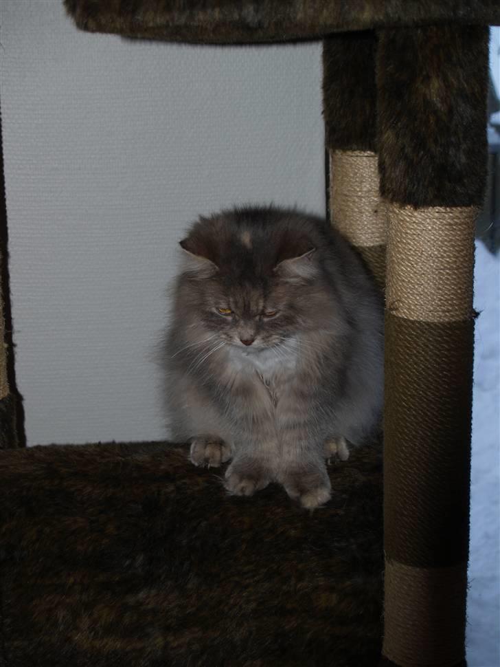 Blanding af racer Pjuske billede 10