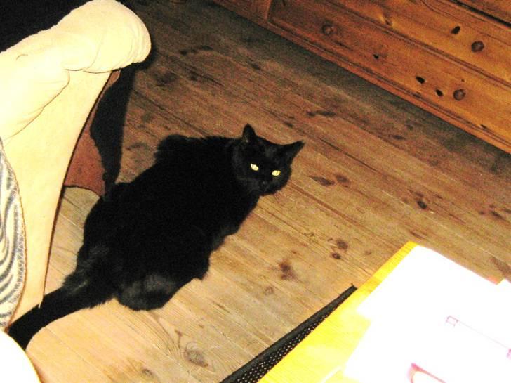 Huskat Pys billede 5