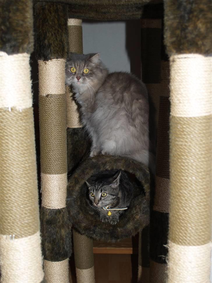 Blanding af racer Pjuske billede 11