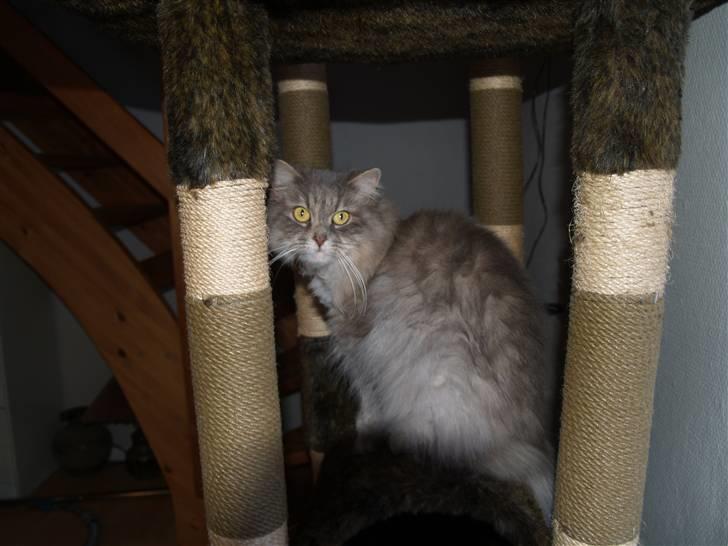 Blanding af racer Pjuske billede 12