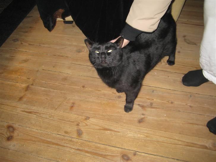 Huskat Pys billede 6