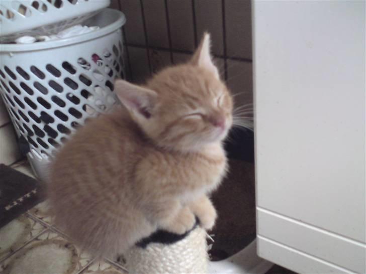 Huskat Yoda (nyt hjem) billede 17