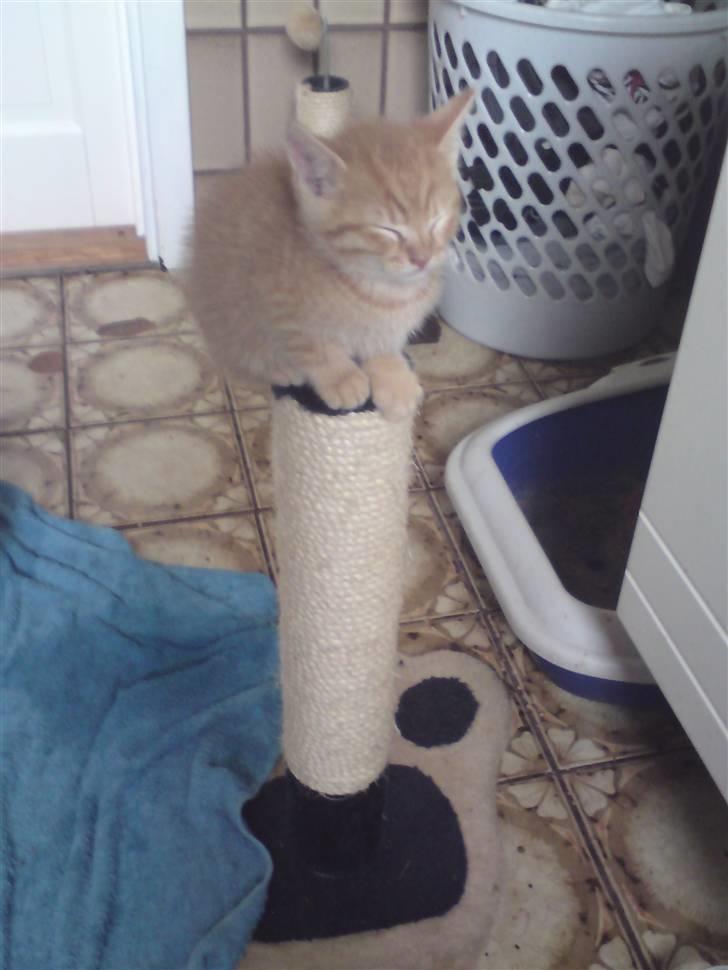 Huskat Yoda (nyt hjem) billede 18