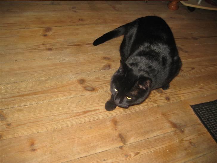 Huskat Pys billede 7