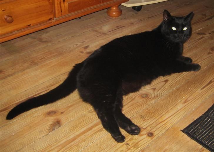 Huskat Pys billede 8