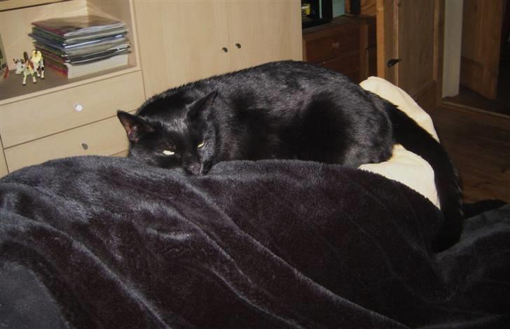 Huskat Pys billede 9