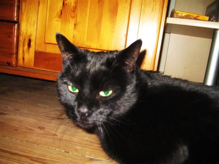 Huskat Pys billede 10