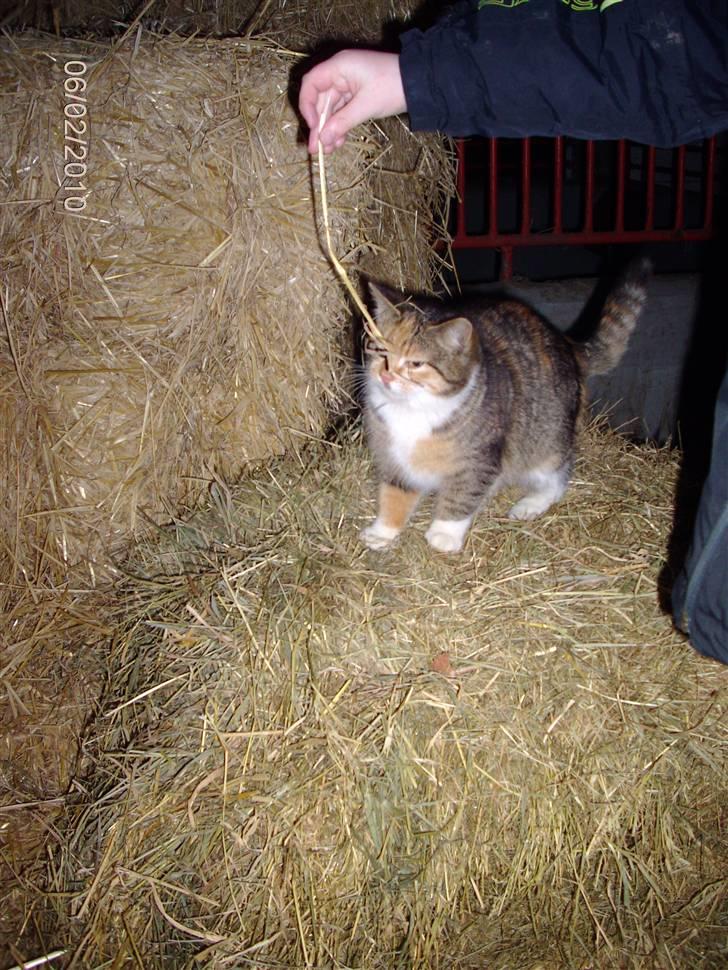 Huskat KITTY billede 1