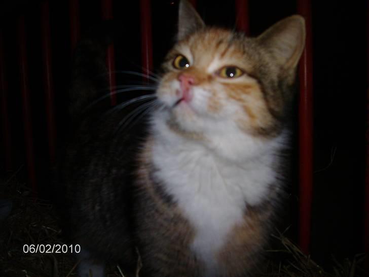 Huskat KITTY billede 2